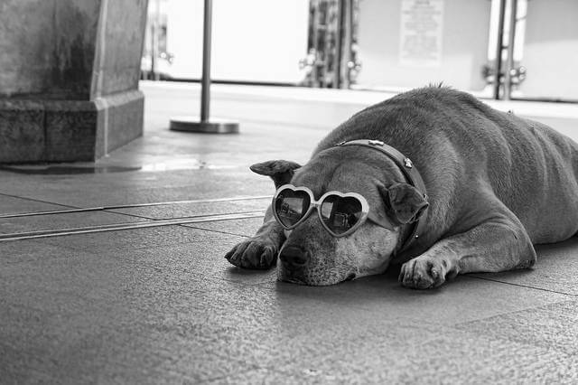 Eye, Sun, Protective Glasses For Dogs - Doggles