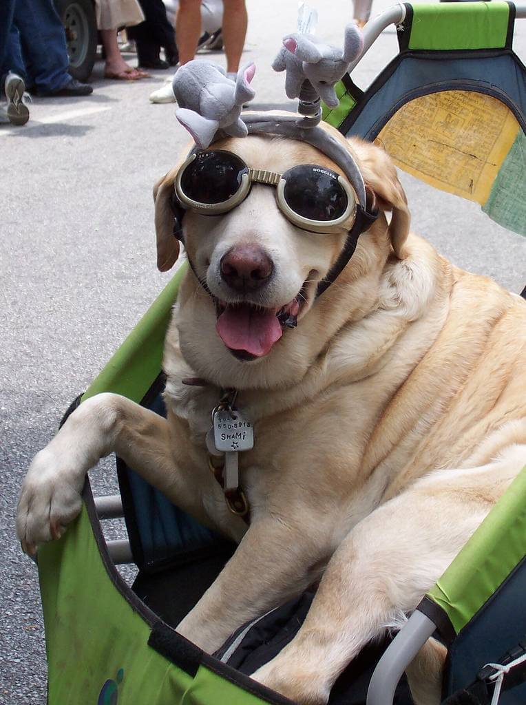 Eye, Sun, Protective Glasses For Dogs - Doggles