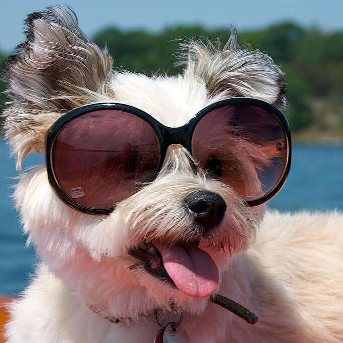 Eye, Sun, Protective Glasses For Dogs - Doggles