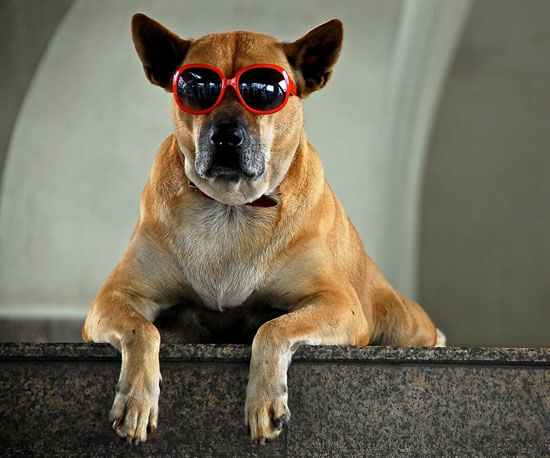 Eye, Sun, Protective Glasses For Dogs - Doggles