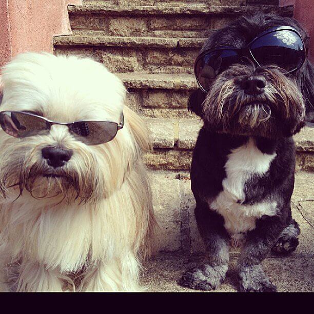 Eye, Sun, Protective Glasses For Dogs - Doggles