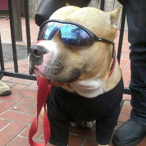 Eye, Sun, Protective Glasses For Dogs - Doggles
