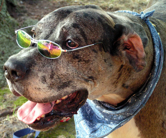 Eye, Sun, Protective Glasses For Dogs - Doggles