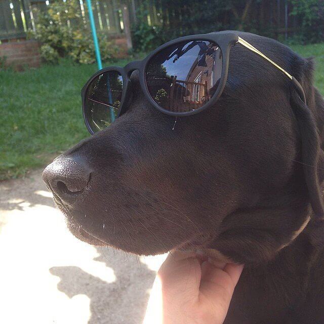 Eye, Sun, Protective Glasses For Dogs - Doggles