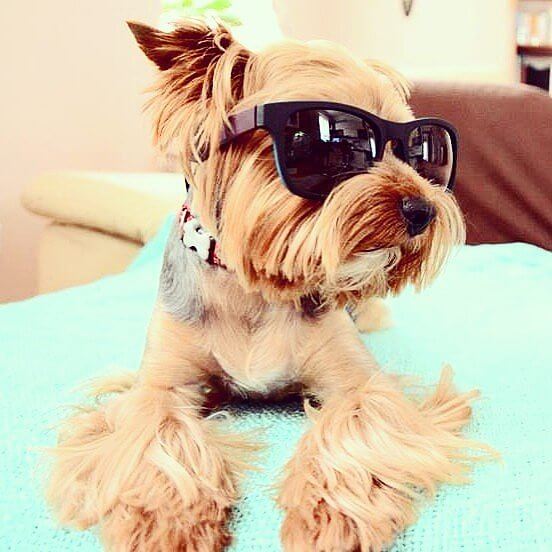 Eye, Sun, Protective Glasses For Dogs - Doggles