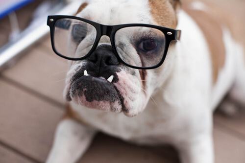 Eye, Sun, Protective Glasses For Dogs - Doggles