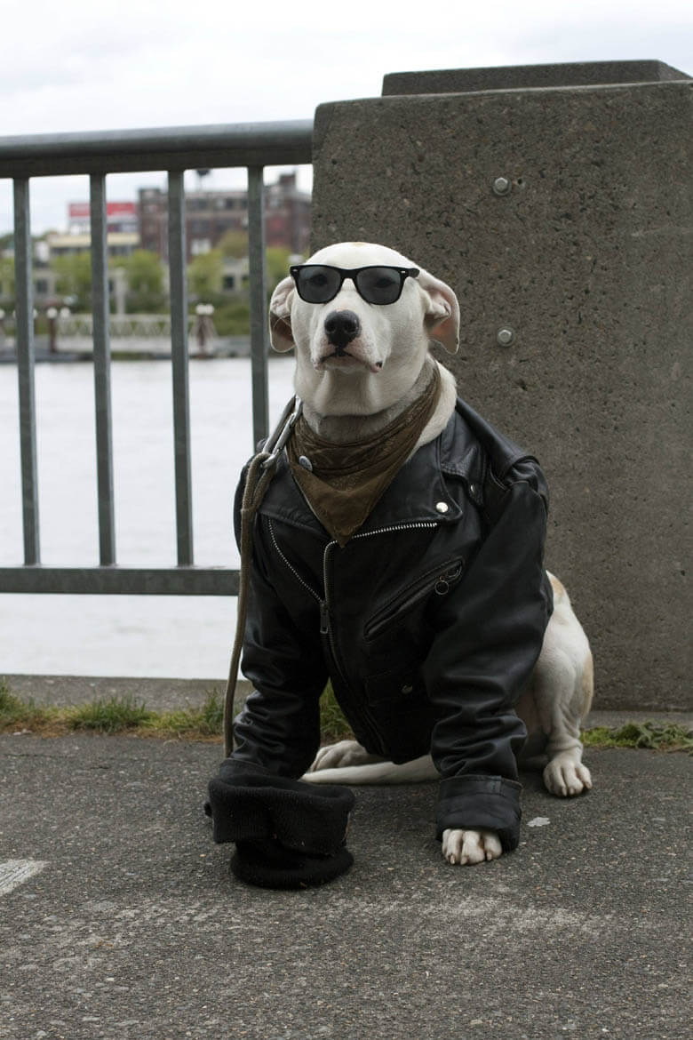 Eye, Sun, Protective Glasses For Dogs - Doggles