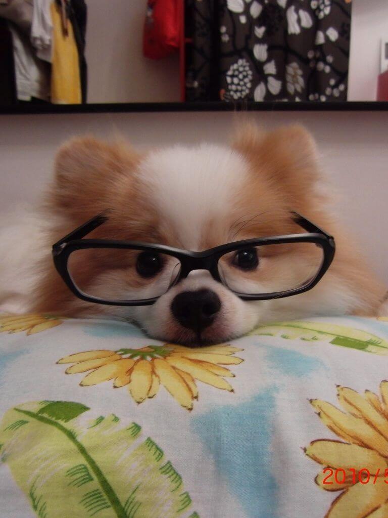 Eye, Sun, Protective Glasses For Dogs - Doggles