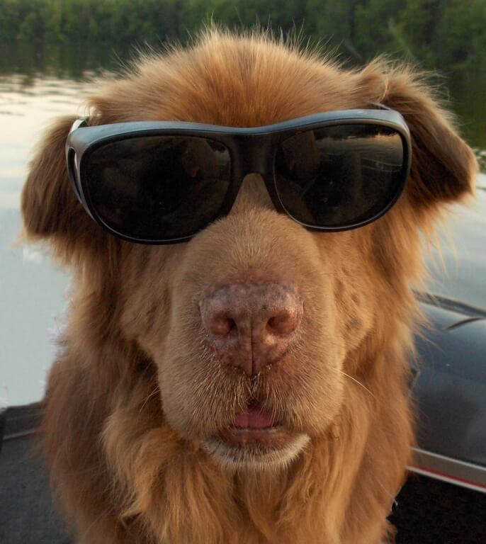 Eye, Sun, Protective Glasses For Dogs - Doggles