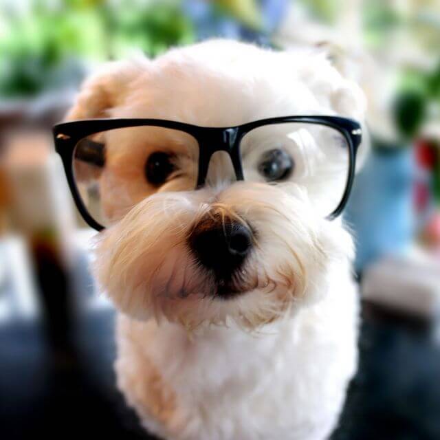 Eye, Sun, Protective Glasses For Dogs - Doggles