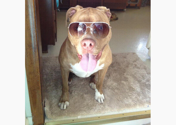 Eye, Sun, Protective Glasses For Dogs - Doggles