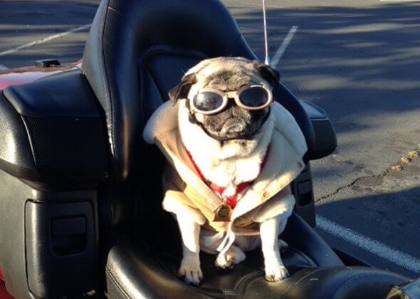 Eye, Sun, Protective Glasses For Dogs - Doggles