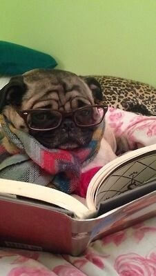 SunGlasses For Dogs
