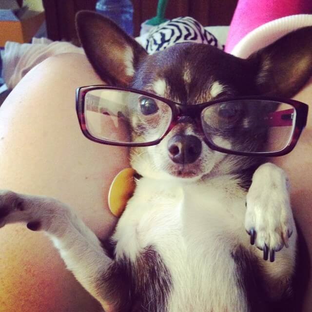 SunGlasses For Dogs