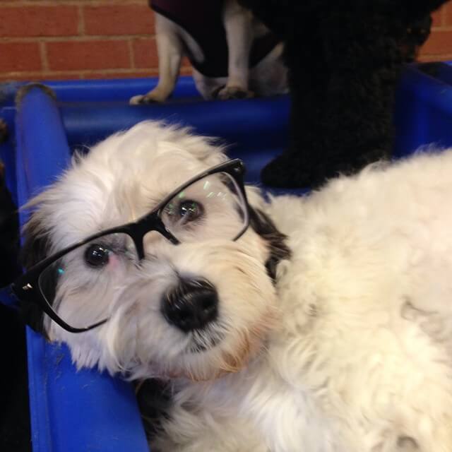 SunGlasses For Dogs