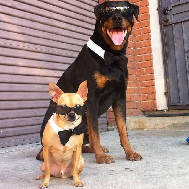 SunGlasses For Dogs