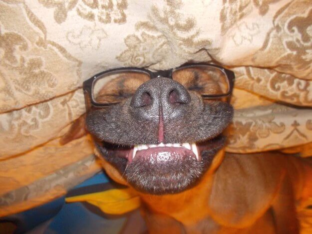 SunGlasses For Dogs
