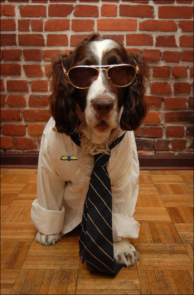 Eye, Sun, Protective Glasses For Dogs - Doggles