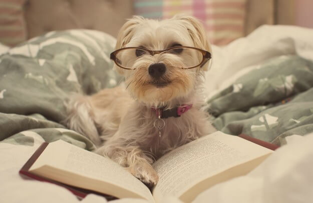 SunGlasses For Dogs