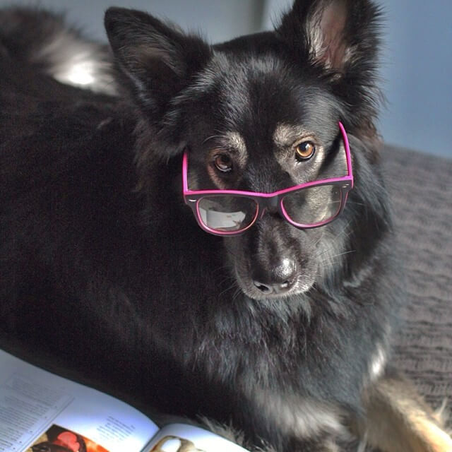 SunGlasses For Dogs