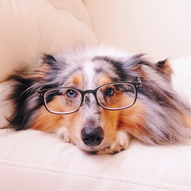 SunGlasses For Dogs