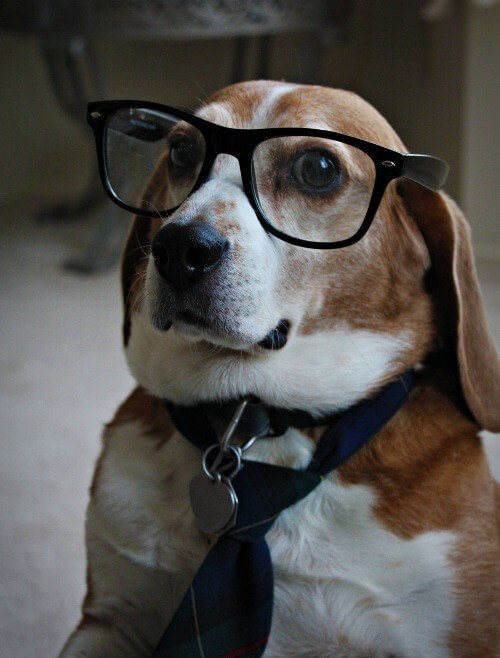 SunGlasses For Dogs