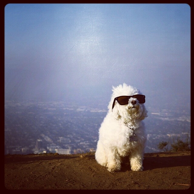 SunGlasses For Dogs