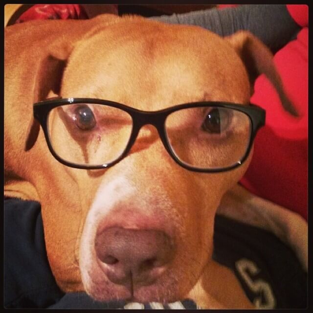 SunGlasses For Dogs