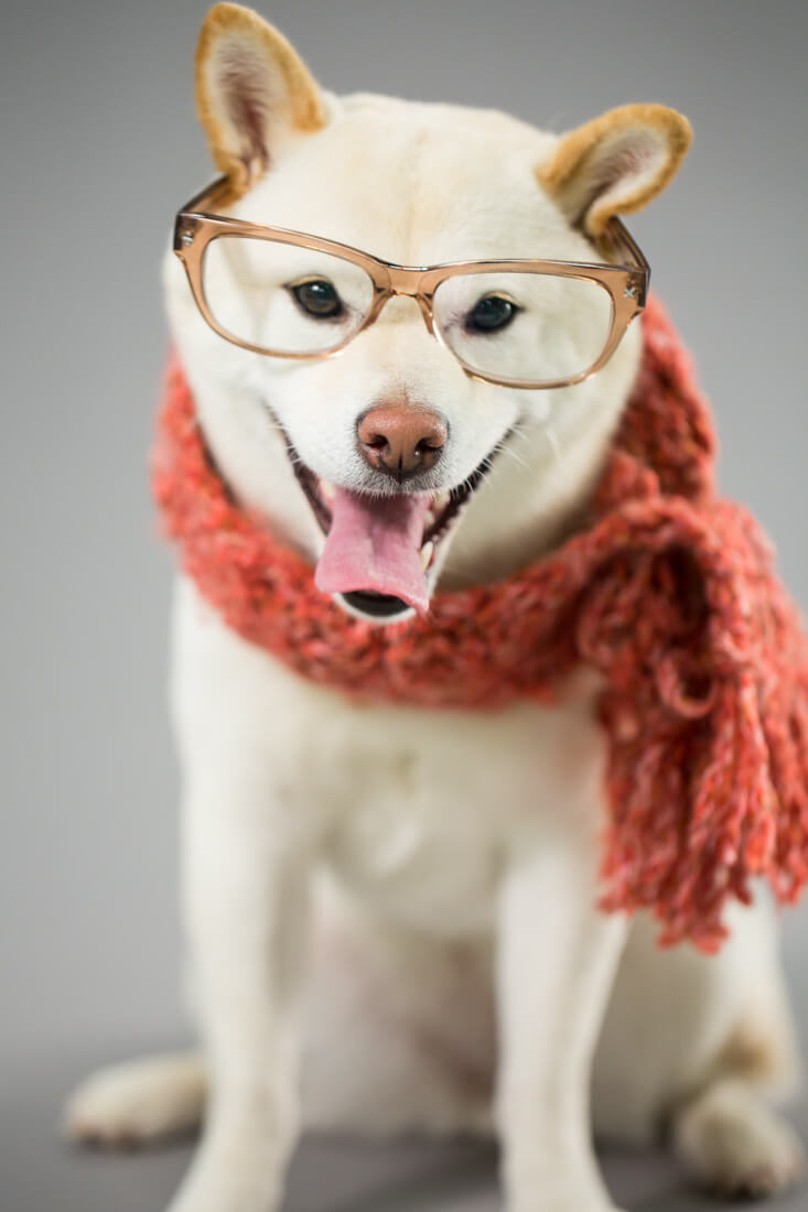 Eye, Sun, Protective Glasses For Dogs - Doggles