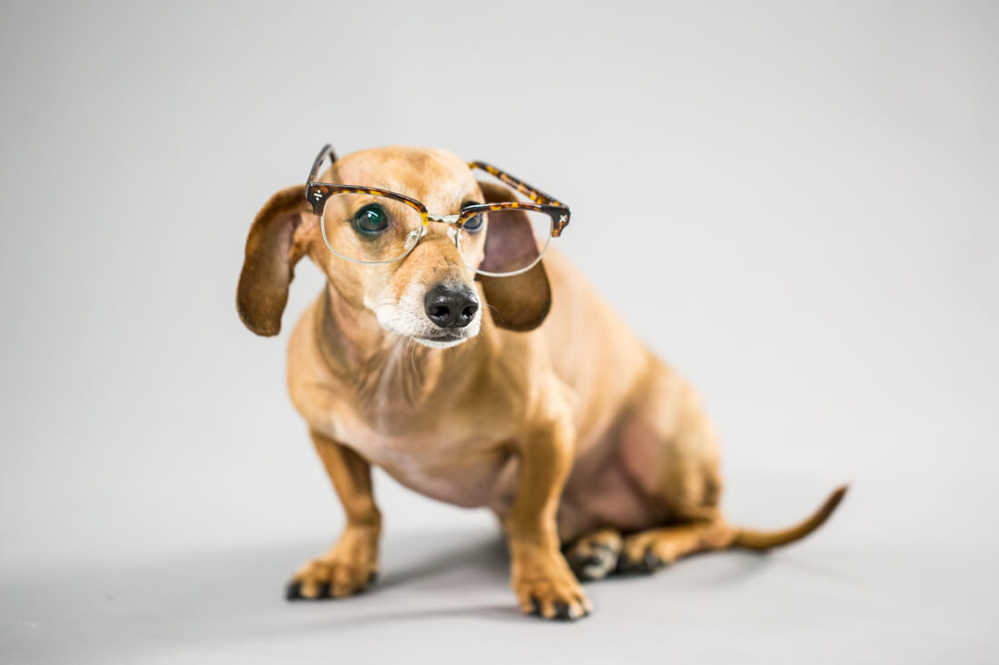 Eye, Sun, Protective Glasses For Dogs - Doggles