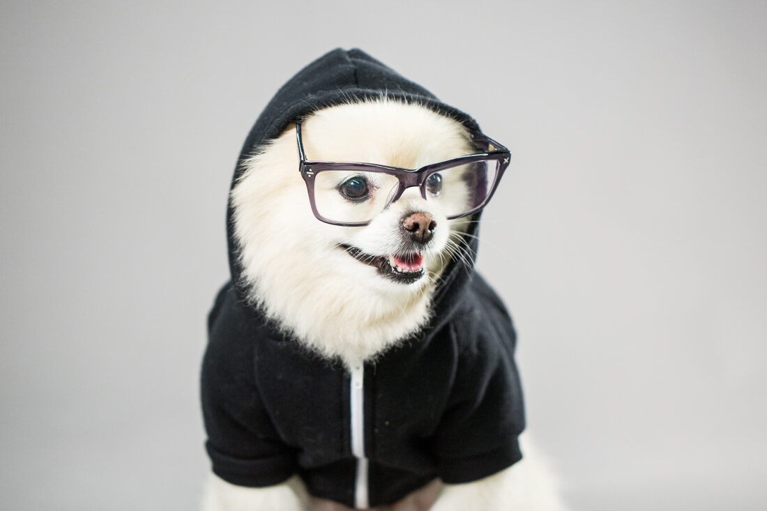 Eye, Sun, Protective Glasses For Dogs - Doggles