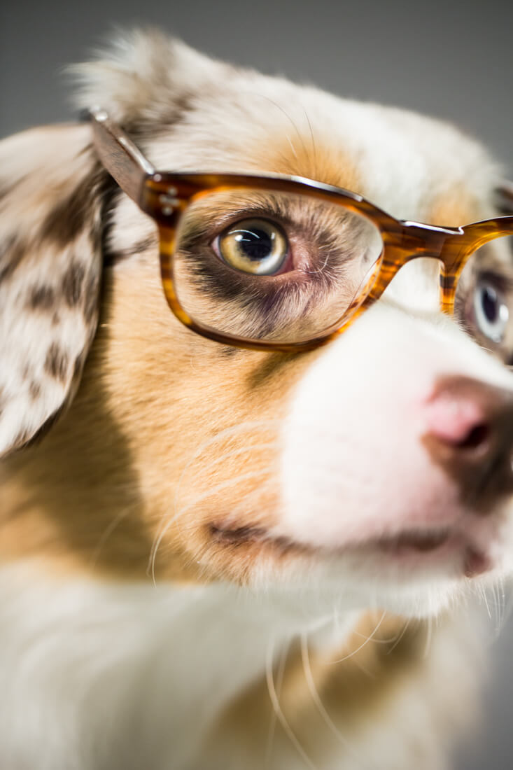 Eye, Sun, Protective Glasses For Dogs - Doggles