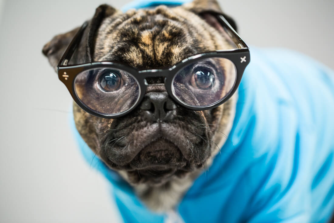 Eye, Sun, Protective Glasses For Dogs - Doggles