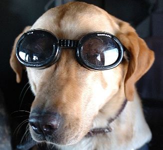 Doggles - Glasses For Dogs