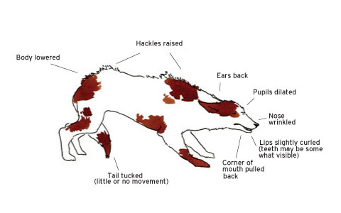 Dog Gestures, Languages, Communicate with a Dog