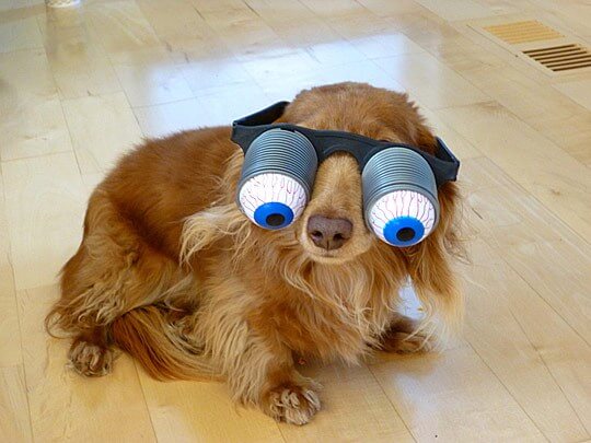 Eye, Sun, Protective Glasses For Dogs - Doggles