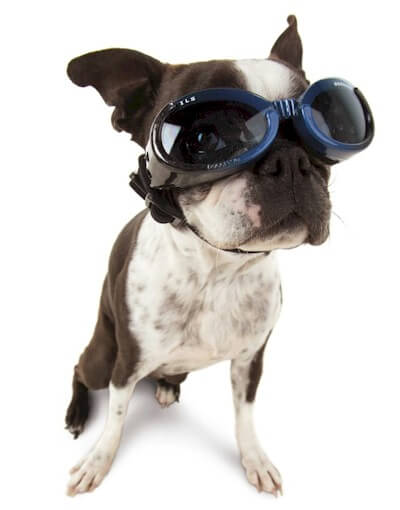 Glasses For Dogs