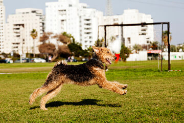 Dog Race, Fastest Dog Breeds, Speed of Dogs