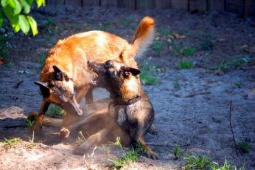 Dog Race, Fastest Dog Breeds, Speed of Dogs