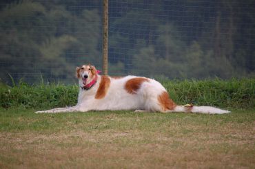 Dog Race, Fastest Dog Breeds, Speed of Dogs