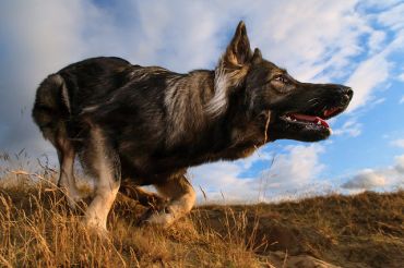 Dog Race, Fastest Dog Breeds, Speed of Dogs