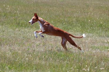 Dog Race, Fastest Dog Breeds, Speed of Dogs