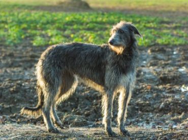 Dog Race, Fastest Dog Breeds, Speed of Dogs