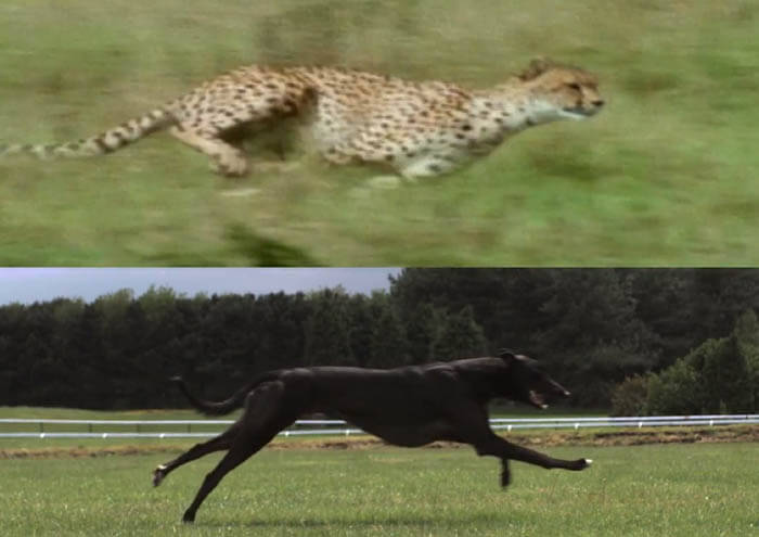 Dog Race, Fastest Dog Breeds, Speed of Dogs