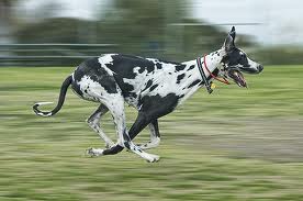 Dog Race, Fastest Dog Breeds, Speed of Dogs