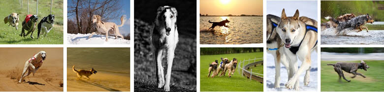 Dog Race, Fastest Dog Breeds, Speed of Dogs