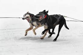 Dog Race, Fastest Dog Breeds, Speed of Dogs