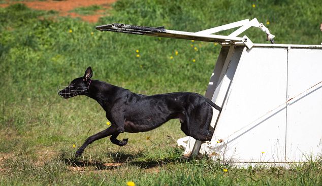 Dog Race, Fastest Dog Breeds, Speed of Dogs