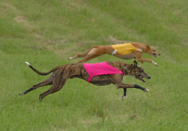 Dog Race, Fastest Dog Breeds, Speed of Dogs