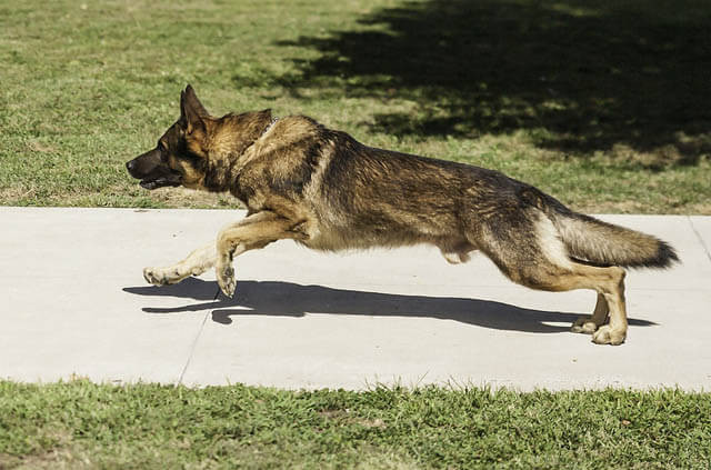 Dog Race, Fastest Dog Breeds, Speed of Dogs